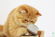 如何给猫咪挑选罐头 买猫罐头注意的点有哪些