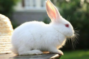 兔子的尾巴为什么长不了
