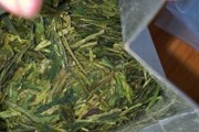 乌岽单丛茶是什么茶系