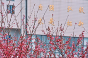 今年三月中旬能去武汉大学看樱花吗2022
