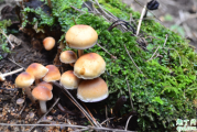 怎么认毒蘑菇 为什么好看的蘑菇有毒