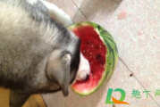 狗吃甜瓜会拉肚子吗