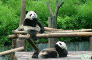 成都大熊猫基地门票在哪里买 成都大熊猫基地门票老人有优惠吗