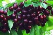 黑珍珠樱桃可以靠种子进行繁殖吗 黑珍珠樱桃种植要注意什么