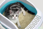 猫砂盆需要天天清洗吗 小猫用什么猫砂盆比较舒服