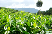 种植茶叶的自然条件是怎样的 种植茶叶什么土壤最合适