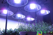 植物补光灯能促进开花吗