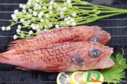 日本禁止福岛黑鲉鱼上市是因为核辐射吗