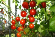小番茄冬天可以种吗