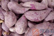 紫薯有点生可以吃吗
