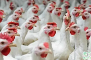 2020养鸡的前景怎么样 2020养鸡利润高不高行情预测