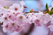 2022年武汉4月有樱花吗