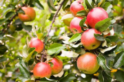 苹果树秋季该如何施肥