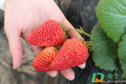 草莓表面有一层白霜能吃吗