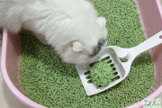 猫砂可以自己做吗 怎么教猫咪用猫砂埋屎