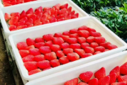 丹东草莓很有名吗