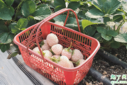 佛山草莓园在哪里 佛山白雪公主草莓多少钱一斤