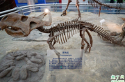 北京自然博物馆可以玩多长时间 北京自然博物馆怎么逛