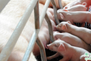 母猪发情需要多长久 如何正确给母猪输精