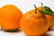 丑橘不甜是什么原因