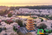 2021清明节去武汉还能看到樱花吗