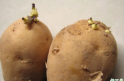 出芽的土豆能不能吃 新鲜土豆怎么保存不发芽