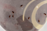 跳蚤粉可以杀死蟑螂吗