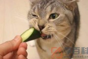 猫吃黄瓜能生吃吗