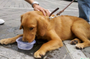狗狗是喝生水还是开水 狗狗不能喝哪种水