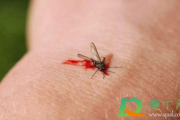 蚊子打死墙上有血怎么处理