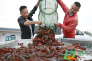 汛期捕捞食用小龙虾有什么危害