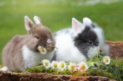 兔子绝育需要禁食吗