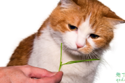 猫薄荷多久起效果 小猫吃猫薄荷有害吗