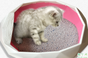 带香味的猫砂有除臭效果吗 小猫不爱用香味猫砂怎么办