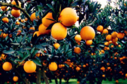 柑橘采收前如何浇水施肥
