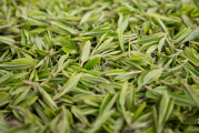 摘茶叶摘哪个部位 茶叶什么时候可以摘