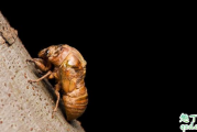 哪个地方的金蝉最好吃 金蝉吃了有寄生虫吗