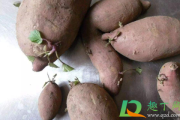 紫薯如何保存不会发芽