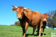 牛可以吃少量的尿素吗 为什么牛喜欢吃尿素