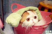 两个月大的猫咪能洗澡吗 猫咪一年不洗澡会怎么样