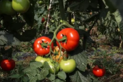 西红柿移栽缓苗需要几天