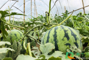 种植西瓜时可以不育苗就直接播种吗