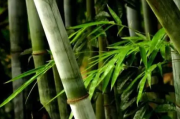 竹类植物能在室内养殖吗
