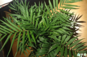 散尾竹和散尾葵是一种植物吗 种散尾葵一般用什么土