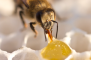 人们取了蜂蜜后蜜蜂还有得吃吗