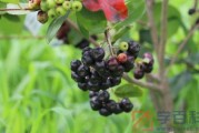 黑果花楸吃多了会中毒吗