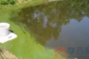 池塘里蓝藻怎么处理