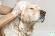 人的沐浴露可以给狗洗吗 刚出生的狗狗多久可以洗澡