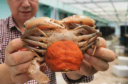 抱卵的螃蟹好吃吗