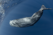 深圳大鹏近海有鲸鱼出没真的假的